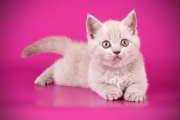 Scottish straight shorthair cat on colored backgrounds