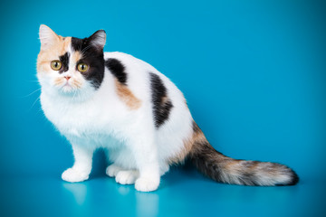 Scottish straight shorthair cat on colored backgrounds