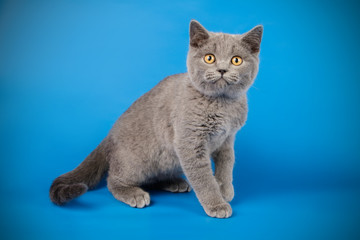 Scottish straight shorthair cat on colored backgrounds