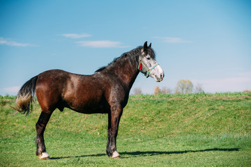 Horse Grazing In Meadow With Green Grass In Summer Day