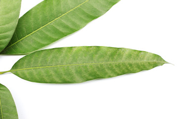 collection tropical green leaf on white background