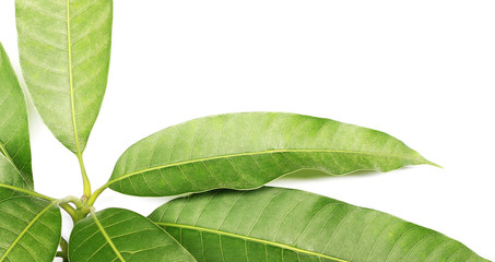 Obraz premium collection tropical green leaf on white background