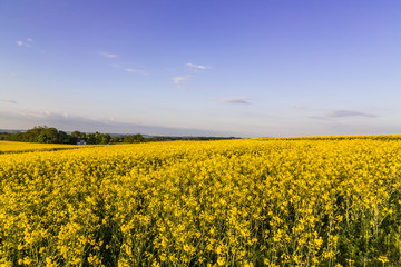 Fototapeta premium Rapeseed in Denmark