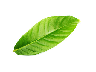 Obraz premium tropical green leaf on white background