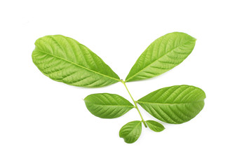 collection tropical green leaf on white background