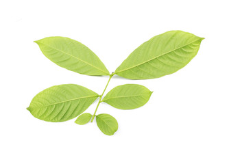 Fototapeta premium collection tropical green leaf on white background