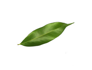 tropical green leaf on white background