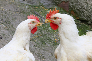 two chickens