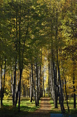 Obraz premium стекло