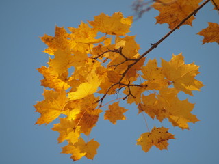 Autumn beautiful foliage against the sky. Russian autumn nature. Russia, Ural, Perm region