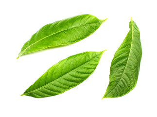 Fototapeta premium collection tropical green leaf on white background