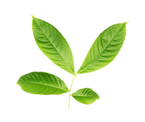 Naklejka na ściany i meble collection tropical green leaf on white background