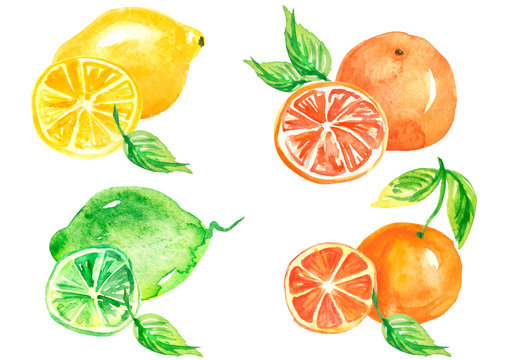 Set - Citrus fruit, slices of lemon, orange, lime, grapefruit watercolor. Slices of orange, lemon, lime, watercolor. On an isolated white background. Use to design and decoration, cosmetics, posters.