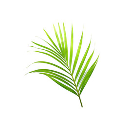 tropical green palm leaf on white background