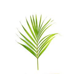 tropical green palm leaf on white background