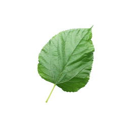 Fototapeta premium tropical green leaf on white background