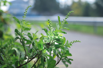 Holy basil herb or Thai basil leaves for traditional cooking in Thailand with blurred nature background. 