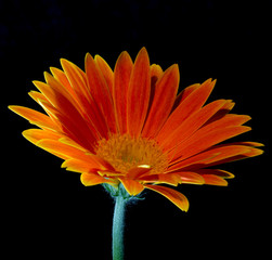 Orange flower on black background