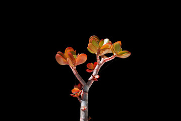 Planta de jard&iacute;n