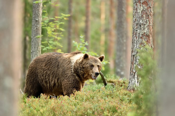 bear in forest scenery at summer
