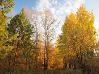 Autumn forest, country road. Russian autumn nature. Russia, Ural, Perm region