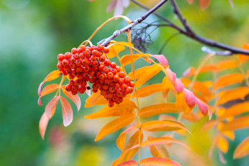 Rowan or Sorbus aucuparia on a branch of tree in autumn park