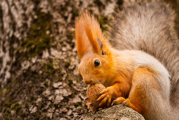 Naklejka na ściany i meble A wild squirrel captured in a cold sunny autumn day, funny cute squirrel is on the tree in autumn park. Colorful nature, fall season concept