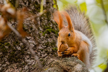A red squirrel or Sciurus vulgaris also called Eurasian red sguirrel in autumn park forest. Autumn squirrel portrait.
