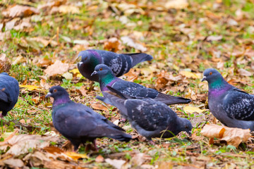 pigeons pick up crumbs on the grass among the yellow fallen leaves. autumn day in the park