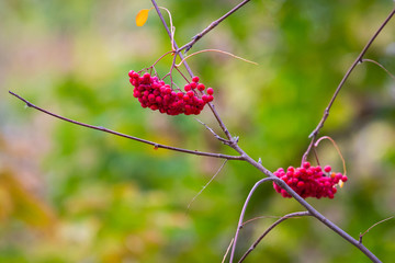 Rowan or Sorbus aucuparia on a branch of tree in autumn park