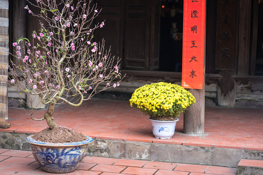 Decoration for Vietnamese lunar new year Tet, with peach blossom, yellow daisy and red parallel sentences on yard of old rural house in Vietnam
