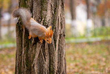 A wild squirrel captured in a cold sunny autumn day, funny cute squirrel is on the tree in autumn park. Colorful nature, fall season concept