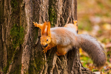 A wild squirrel captured in a cold sunny autumn day, funny cute squirrel is on the tree in autumn park. Colorful nature, fall season concept