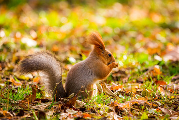 A red squirrel or Sciurus vulgaris also called Eurasian red sguirrel in autumn park forest. Autumn squirrel portrait.