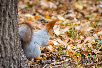A wild squirrel captured in a cold sunny autumn day, funny cute squirrel is on the tree in autumn park. Colorful nature, fall season concept
