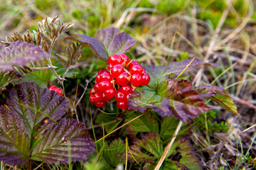 Red berries on a stone bramble rocky on the tundra. rubus saxatilis