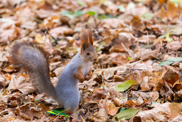A red squirrel or Sciurus vulgaris also called Eurasian red sguirrel in autumn park forest. Autumn squirrel portrait.