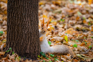 A wild squirrel captured in a cold sunny autumn day, funny cute squirrel is on the tree in autumn...
