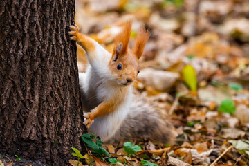 Een wilde eekhoorn gevangen in een koude zonnige herfstdag, grappige schattige eekhoorn zit aan de boom in het herfstpark. Kleurrijke natuur, herfstseizoenconcept