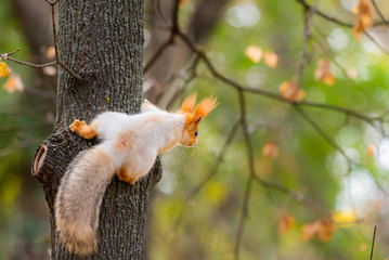 A wild squirrel captured in a cold sunny autumn day, funny cute squirrel is on the tree in autumn park. Colorful nature, fall season concept