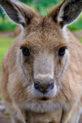Portrait of a wallaby