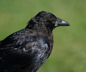 A crow is a bird of the genus Corvus,