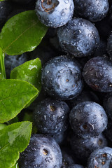Obraz na płótnie Canvas Ripe and juicy fresh picked blueberries closeup.