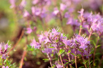 Uncultivated flowering thyme.