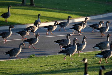 Wild geese on pond,  road and flying.