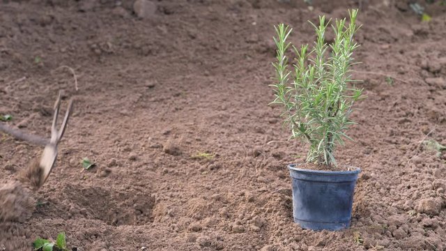 cultivating a rosemary plant