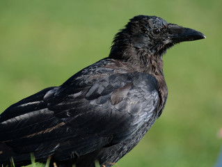 Close head shot of Crow. A crow is a bird of the genus Corvus.