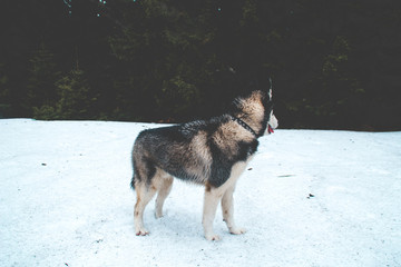 The Husky dog travels and plays in the woods, in the valleys, on the top of the mountain. Ukrainian Carpathian Mountains. Autumn is coming. Little puppy