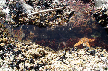 潮だまりのヒトデとイソギンチャク　Tidepool in Olympic NationalPark