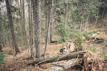The Husky dog travels and plays in the woods, in the valleys, on the top of the mountain. Ukrainian Carpathian Mountains. Autumn is coming. Little puppy